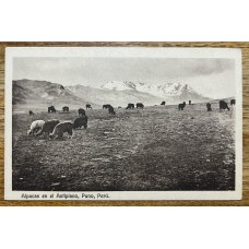 PERU ALPACAS PUNO ANTIGUA TARJETA POSTAL